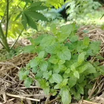 Plant de menthe poivrée living soil en compagnonage avec le cbd